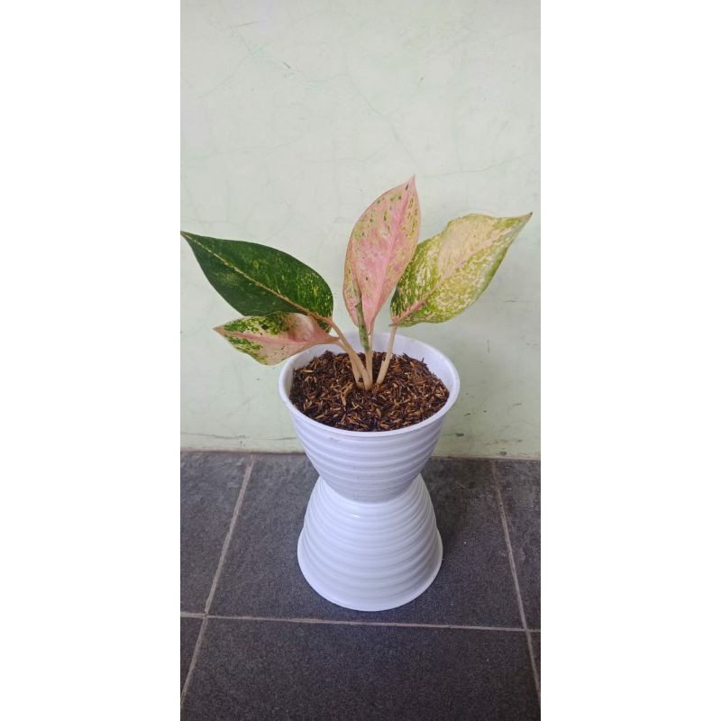 Jual Aglonema Luile | Shopee Indonesia