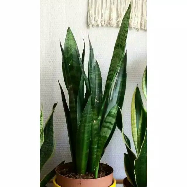 Jual Tanaman Hias Sansevieria Lidah Mertua hijau / Pedang pedangan ...