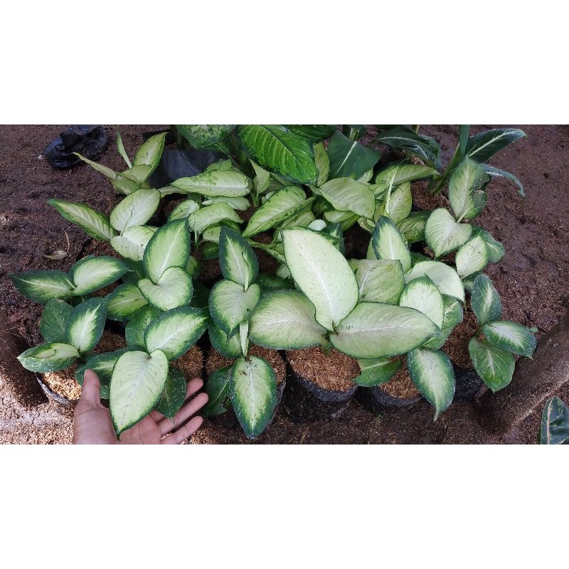 Jual Aglonema Tisu Harmoni / Diven tisu golden | Shopee Indonesia