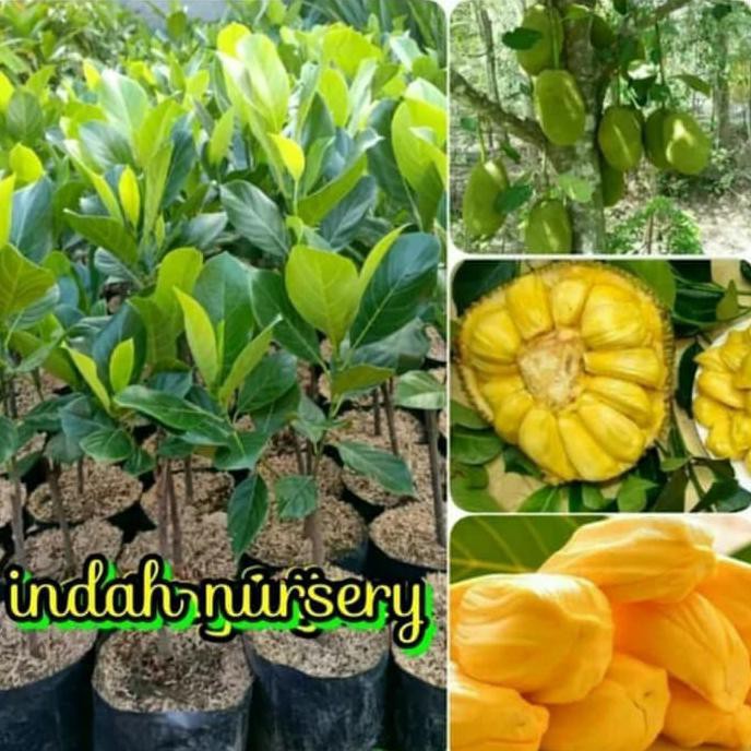 Jual Fix Bibit Tanaman Buah Nangka Madu Super Bibit Bibit Nangka Unggul