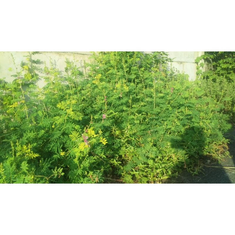 Jual Daun Putri Malu Gram Shopee Indonesia