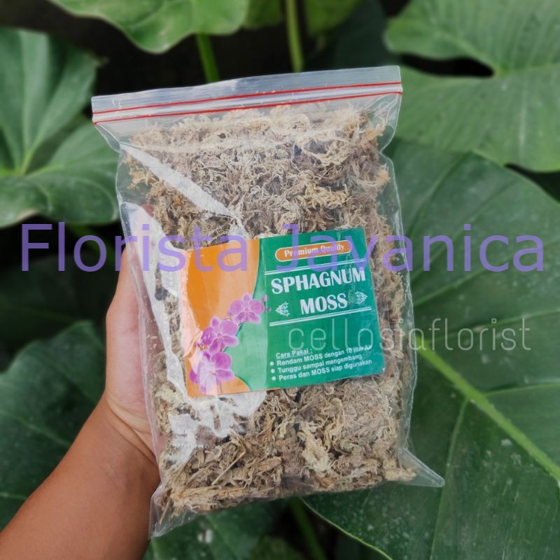 Jual Media Spaghnum Moss Lumut Putih Kering (Berat 80 gram) | Shopee ...