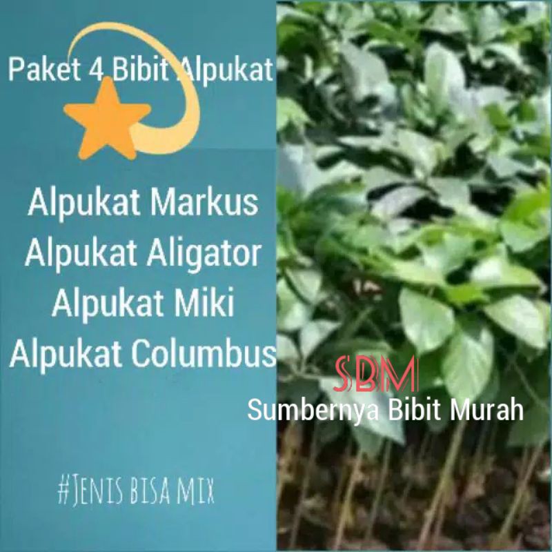 Jual Paket 4 Bibit Alpukat Markus Aligator Miki Columbus Pluwang Wina