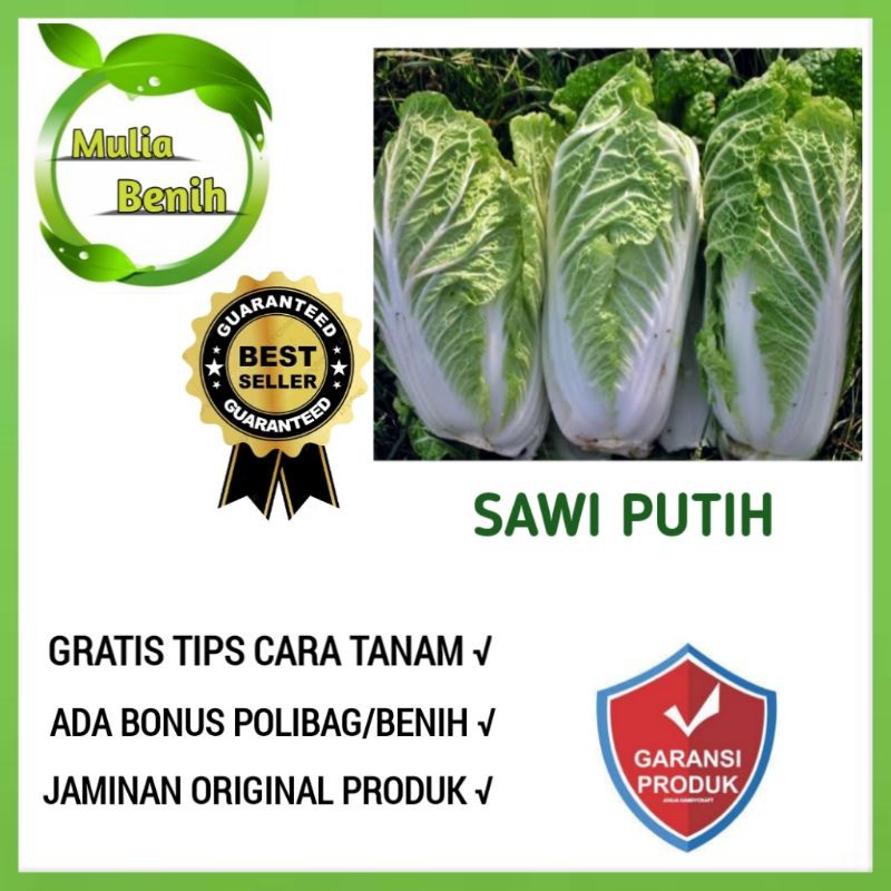 Jual 50 Biji Benih Sawi Putih Import Hibrida F1 Taki Seed Bibit