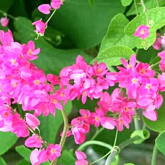 Jual Tanaman hias Air mata pengantin | tanaman rambat | Bunga pink ...
