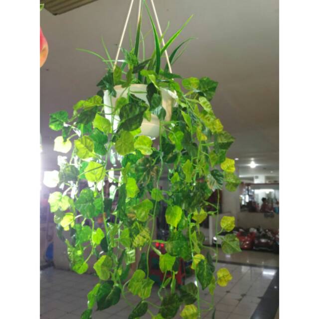 Jual Daun rambat gantung | Shopee Indonesia