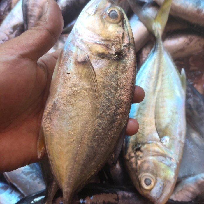 Jual ikan kuwe lamuru pasar online makassar | Shopee Indonesia