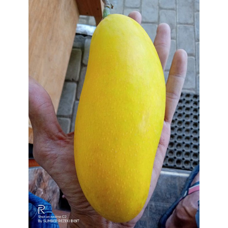 Jual BIBIT MANGGA GOLDEN UKURAN 1 METER UP | Shopee Indonesia