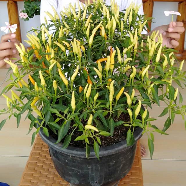 Jual Cabe mini sparkler 10.000 isi 10 benih | Shopee Indonesia