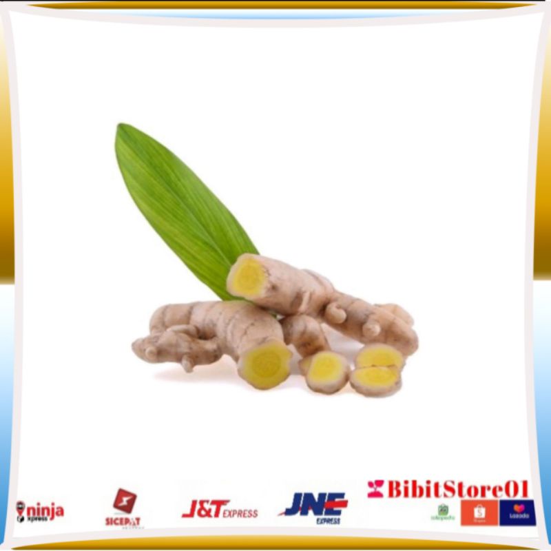 Jual Kunyit Putih Segar 1kg Curcuma Zedoaria Termurah 500 Gram Shopee Indonesia 3088