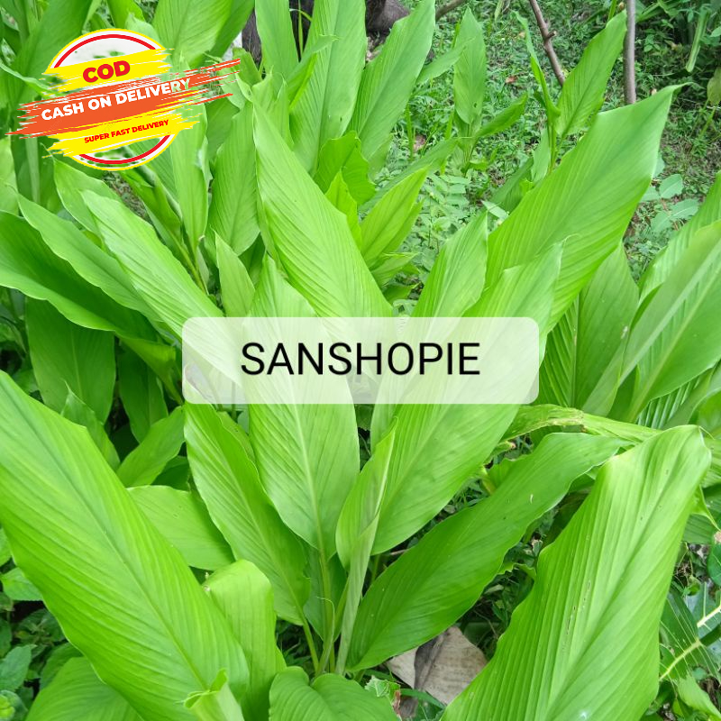 Jual Daun Kunyit Kuning Segar Gram Shopee Indonesia