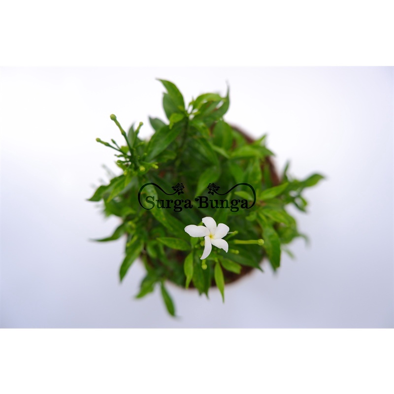 Jual Tanaman Bunga Melati Cina (Jasminum poliantum)Rombusa Berbunga ...