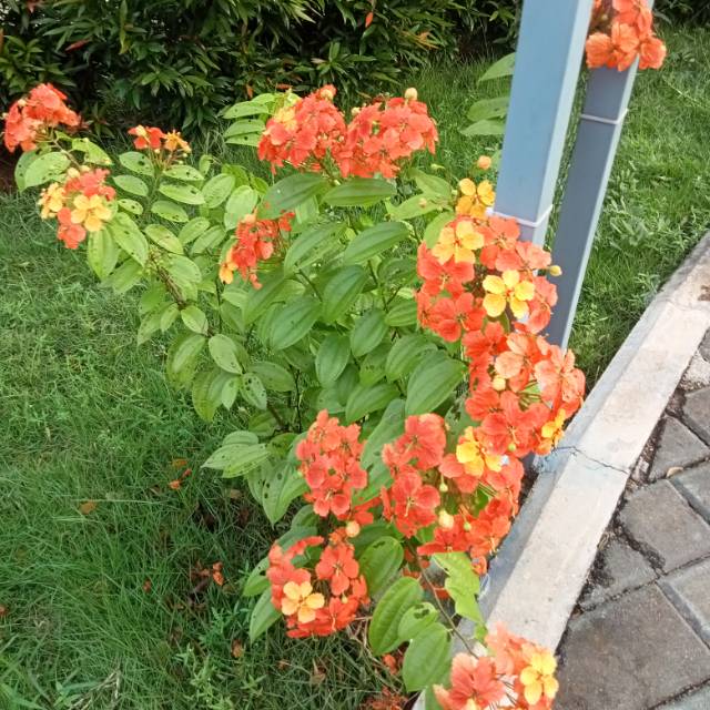 💐 Al-Bada Warna Ajaib, Mawar Merah Jambu dan Lily Dalam Pasu