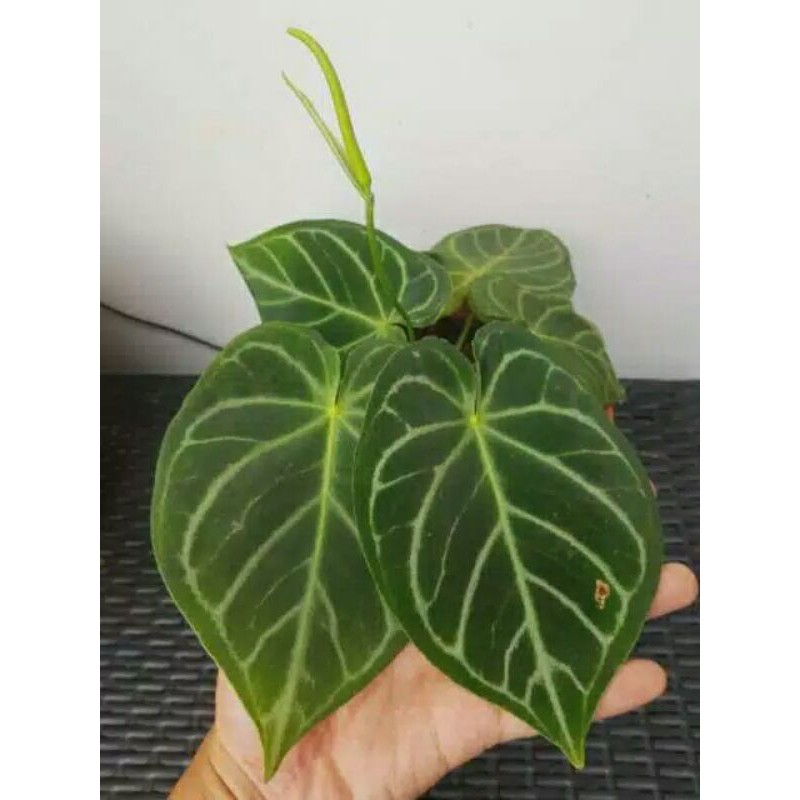 Jual Tanaman Hias Anthurium Crystalium Shopee Indonesia