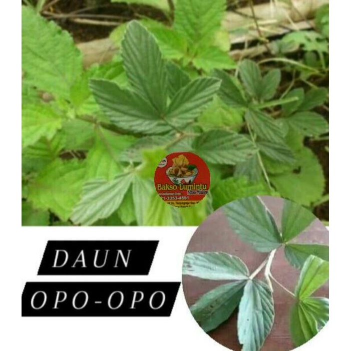 Jual Daun Opo opo fres 50 gram fres , daun opo opo untuk adat , daun ...