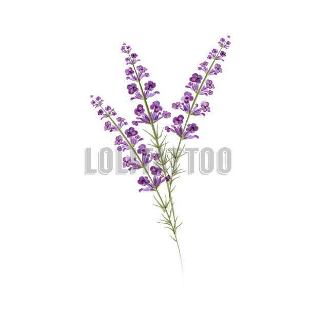 Jual kitpaintbodyface lolitattoo temporary tattoo lavender face