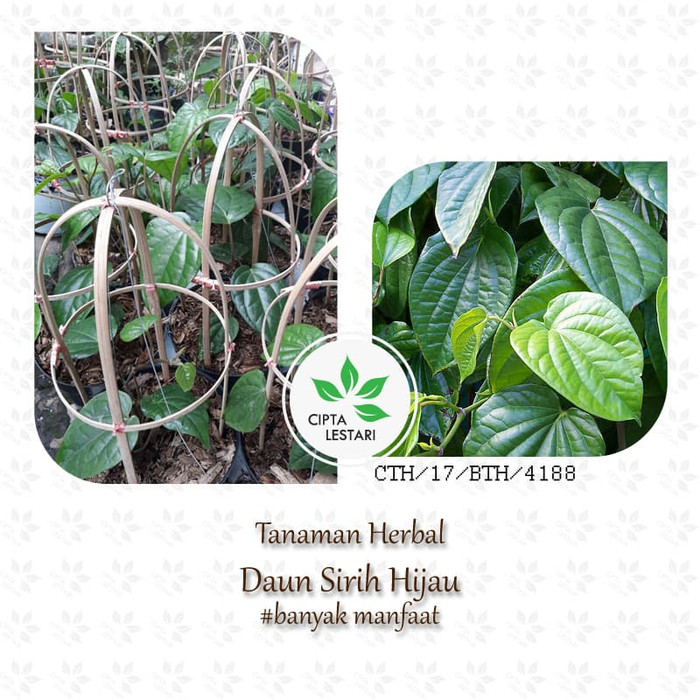 Jual Bibit Sirih Hijau - Tanaman Herbal Daun Sirih - Sereuh | Shopee ...