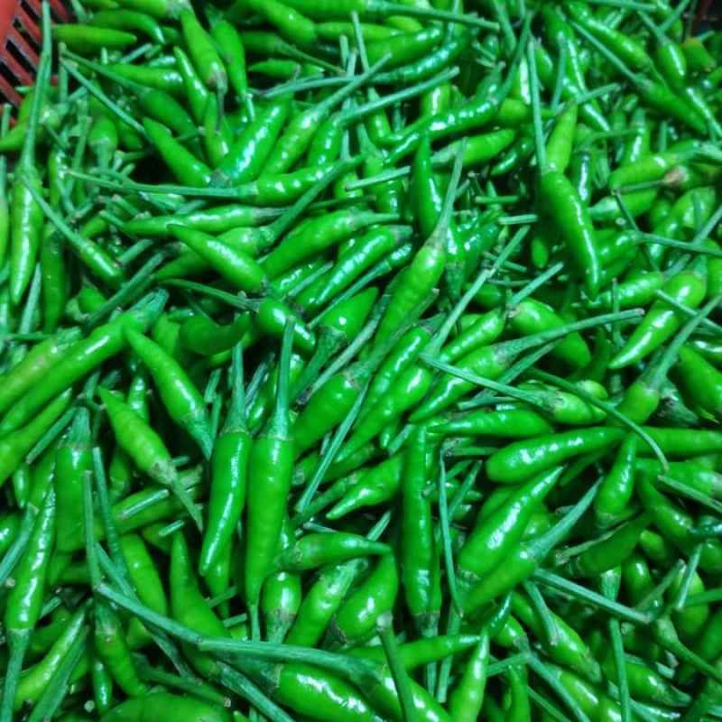 Jual Bibit Cabe Terlengkap & Harga Terbaru April 2026 | Shopee Indonesia