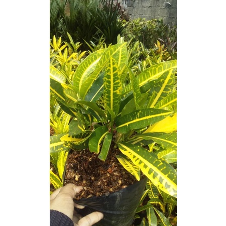 Jual Tanaman Taman dan Bunga Hias Puring Timun Mas | Shopee Indonesia