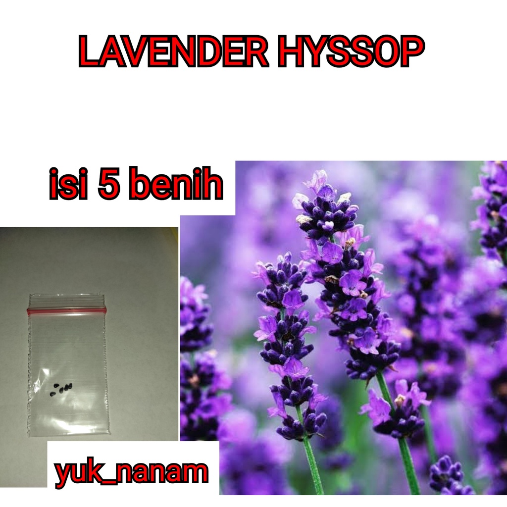 Jual 10 Benih Lavender Hyssop Bibit Bunga Herb Lavender Lavandula ...