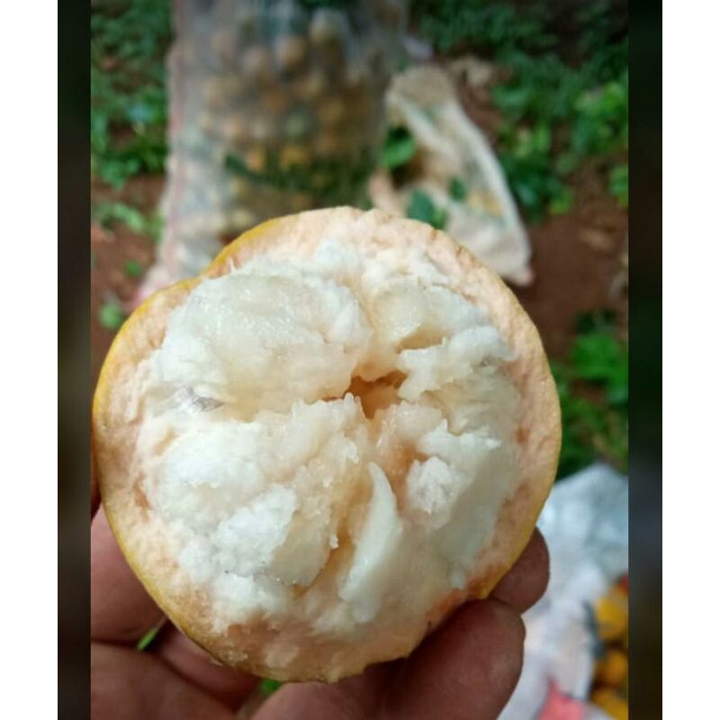 Jual kecapi | Shopee Indonesia