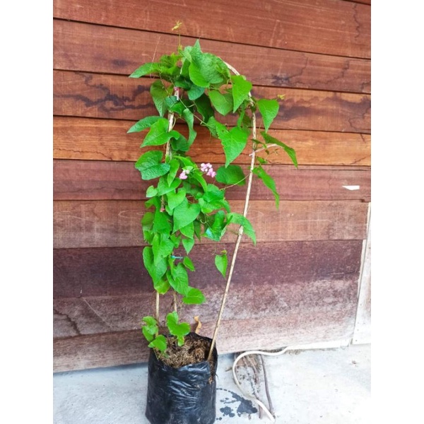 Jual Tanaman Rambat Air Mata Pengantin Bunga Pink dan Putih | Shopee ...