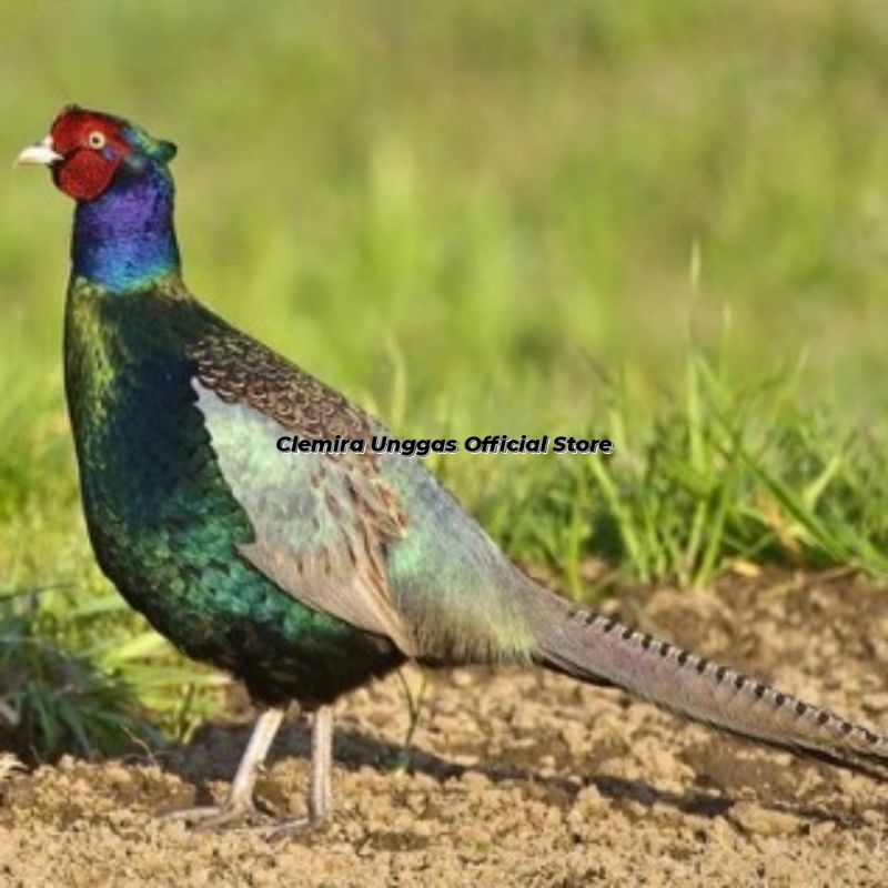 Jual Anakan Ayam Ringneck Green Pheasant / Ringneck Hijau / Ayam Hias ...