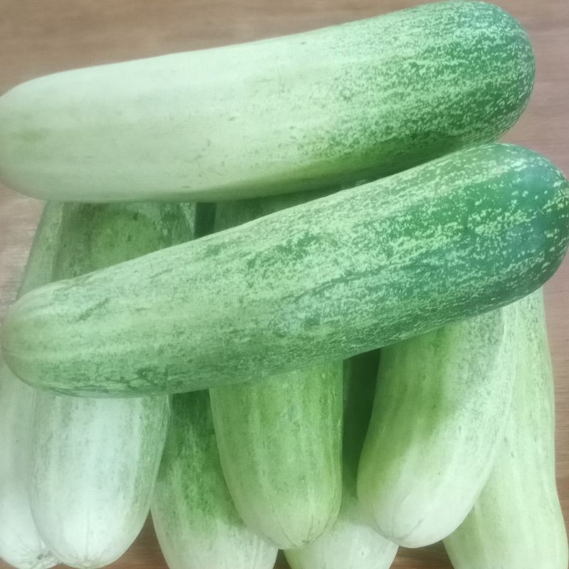 Jual Timun Muda Segar 1 kg / Sayur Mentimun Fresh 1kg | Shopee Indonesia