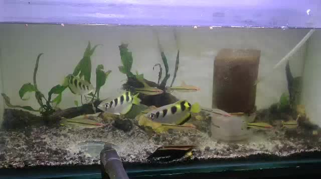 Jual Archer Fish Brackish Fish Ikan Sumpit Sudah Air Tawar | Shopee ...