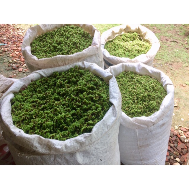 Produk azolla_indonesia | Shopee Indonesia