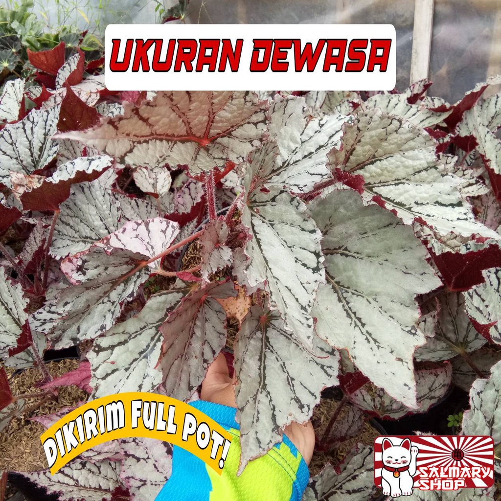 Jual Full Pot Tanaman Hias Bunga Begonia Rex Siver Ukuran Dewasa