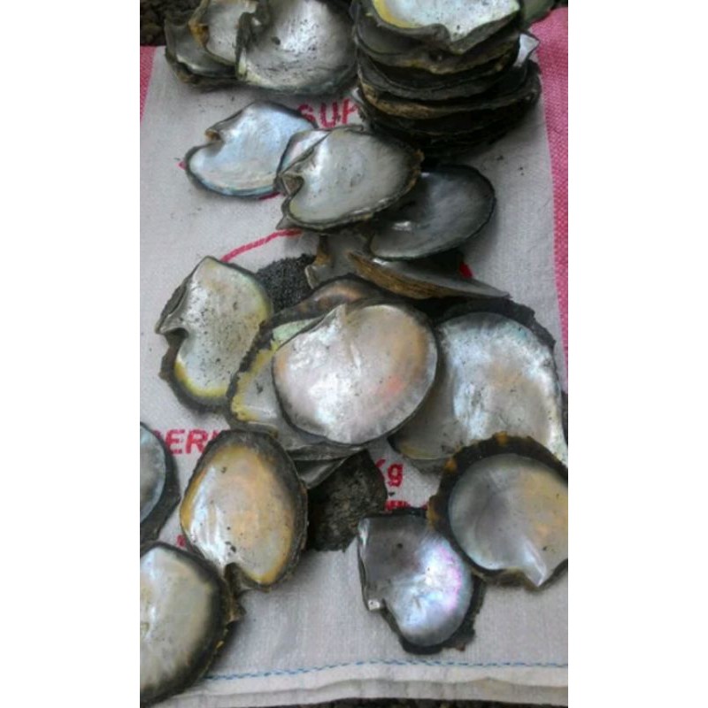 Jual Kulit kerang cangkang kerang mutiara budidaya jenis JAPING ...