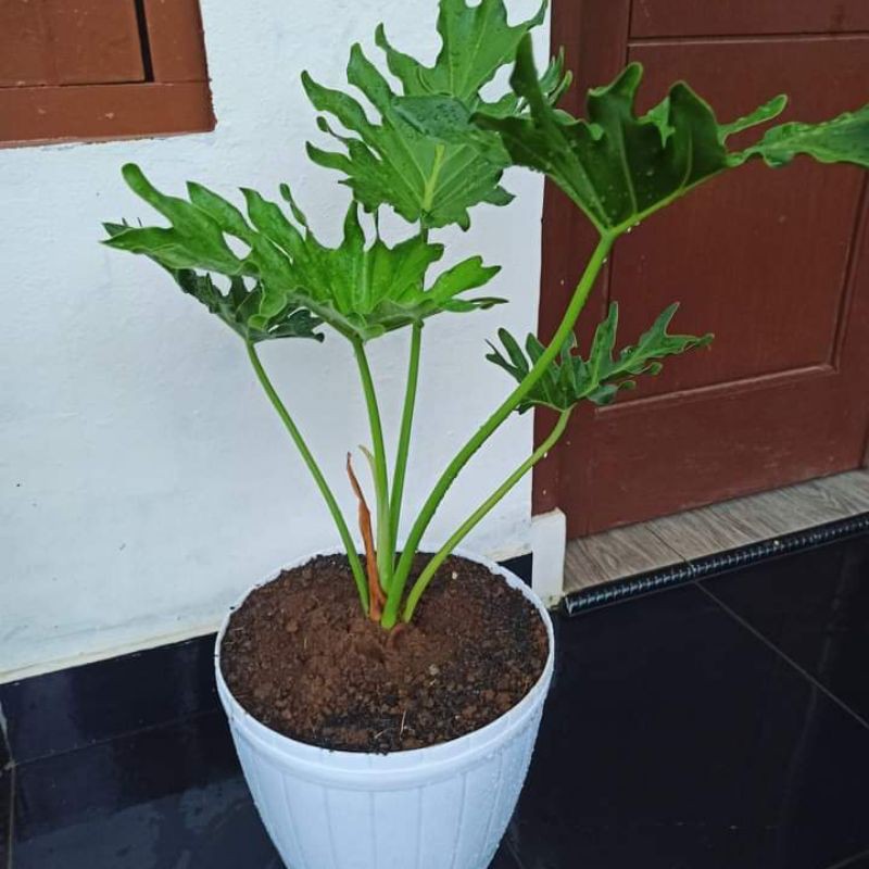 Jual Tanaman hias indor philodendron jari-tanaman hias indor/outdor ...