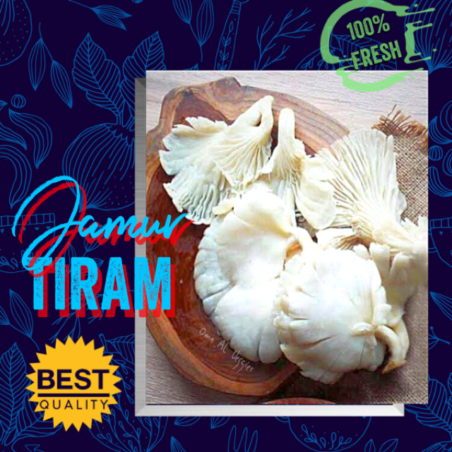 Jual JAMUR TIRAM / FRESH OYSTER MUSHROOMS PER 250 Gr SAYURAN SEGAR