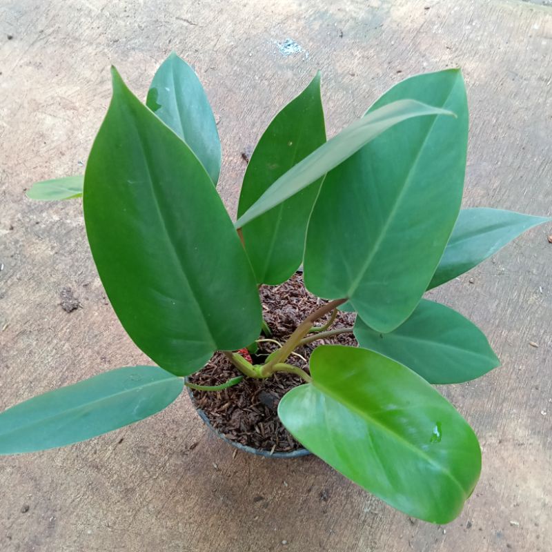 Jual Tanaman Hias Pohon Pilo Eruberscen Green Amerald | Shopee Indonesia