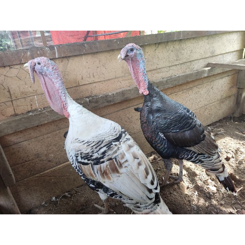 Jual Ayam Kalkun Jantan Khusus Pasaman Barat Shopee Indonesia