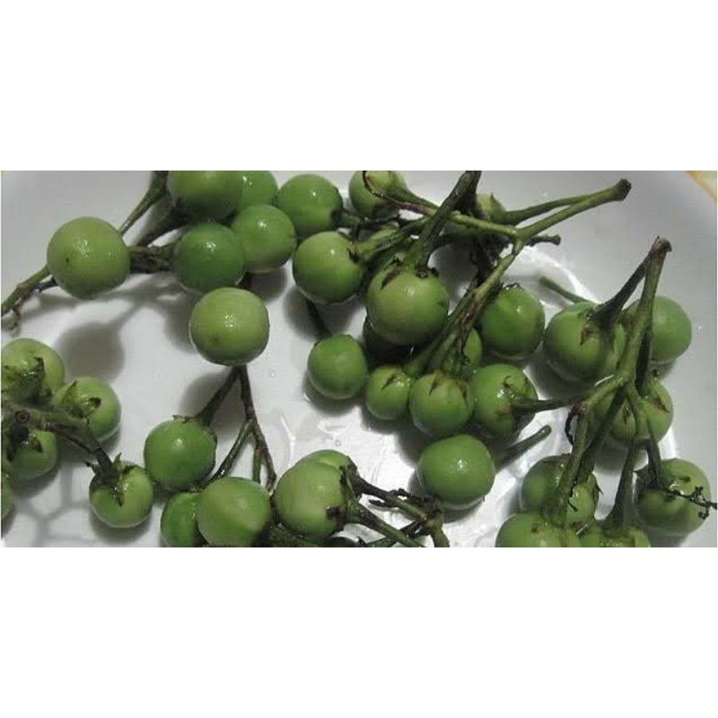 Jual Rimbang/Takokak/sonalum Torvum | Shopee Indonesia