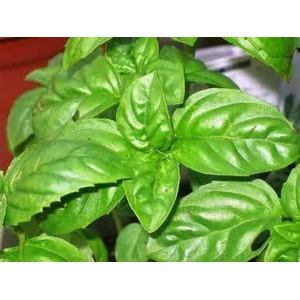 Jual Benih Italian Large Basil Leaf Biji Kemangi Daun Lebar Shopee