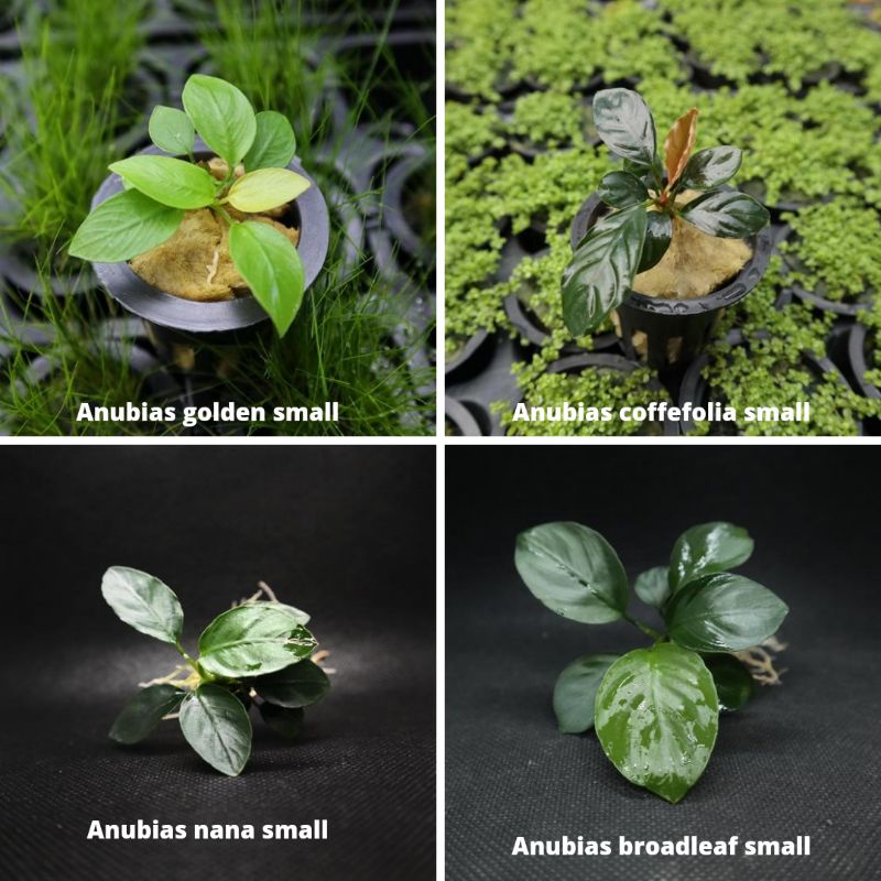 Jual Paket Anubias Ukuran Small Paket Tanaman Aquascape Shopee