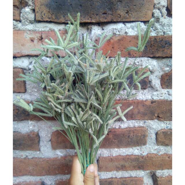 Jual [10pc]BUNGA KERING(RUMPUT BINTANG) | Shopee Indonesia