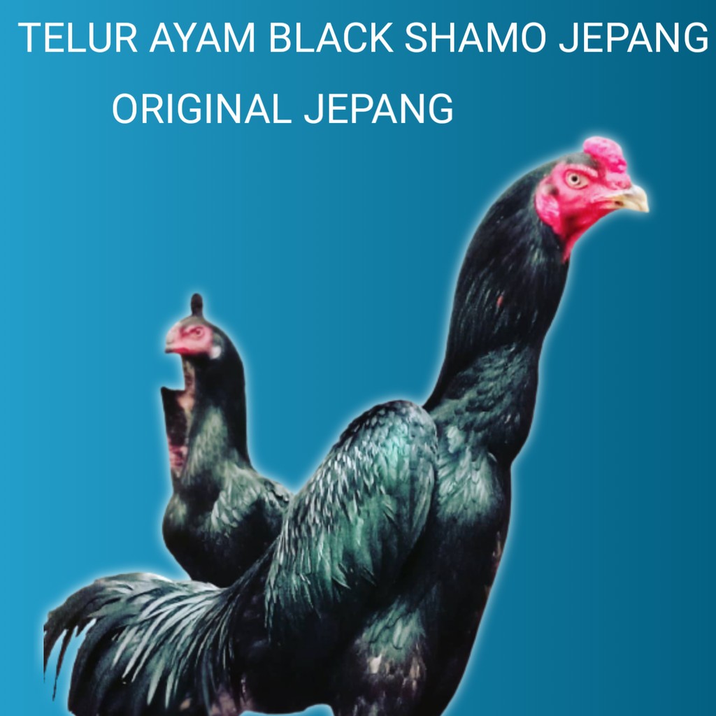 Jual telur ayam bangko chu shamo fertil | Shopee Indonesia