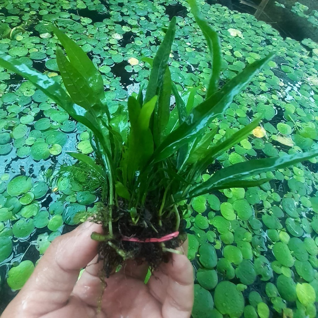 Jual Ikat Microsorum Kadaka Super Tanaman Aquascape Kadaka Java Fern Tanaman Aquascape Hiasan