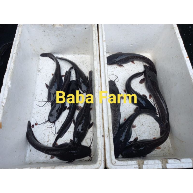 Jual Indukan Lele Siap Bertelur | Shopee Indonesia
