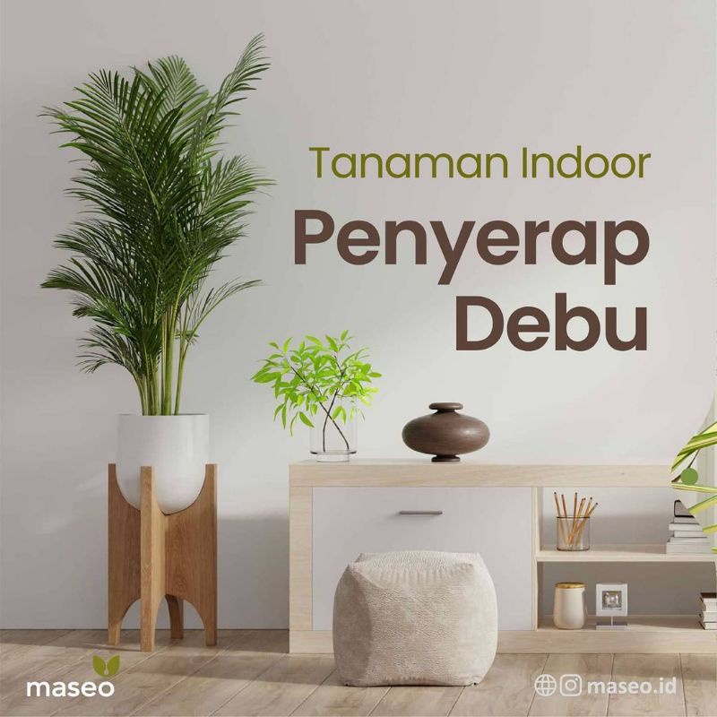 Jual Tanaman palem kuning sudah rumpun - tinggi 50-80 cm | Shopee Indonesia