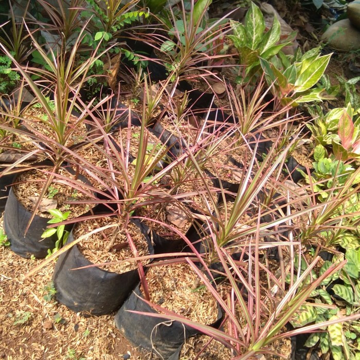 Jual Tanaman hias Tricolor / Pohon nanas-nanasan | Shopee Indonesia