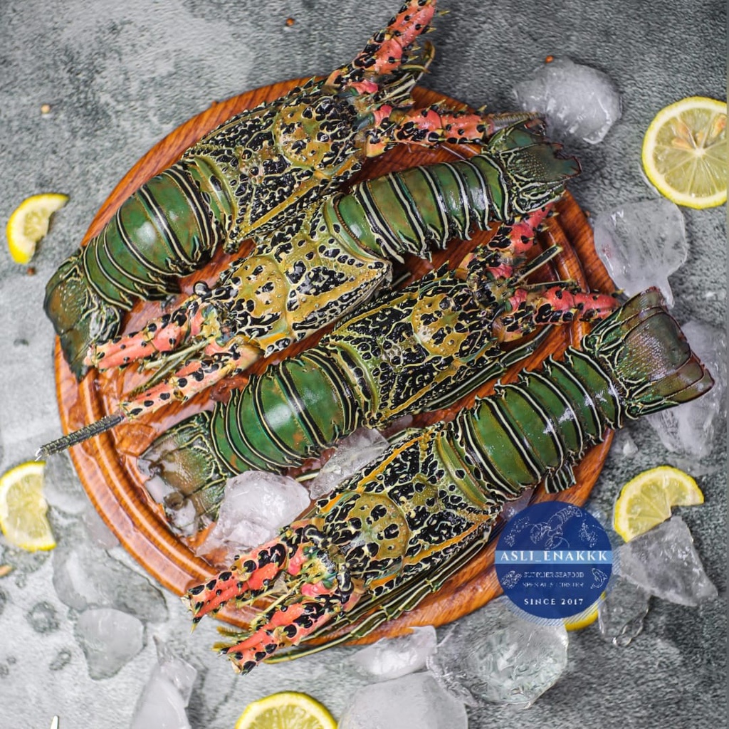 Jual lobster laut / lobster fresh / lobster frozen Shopee Indonesia