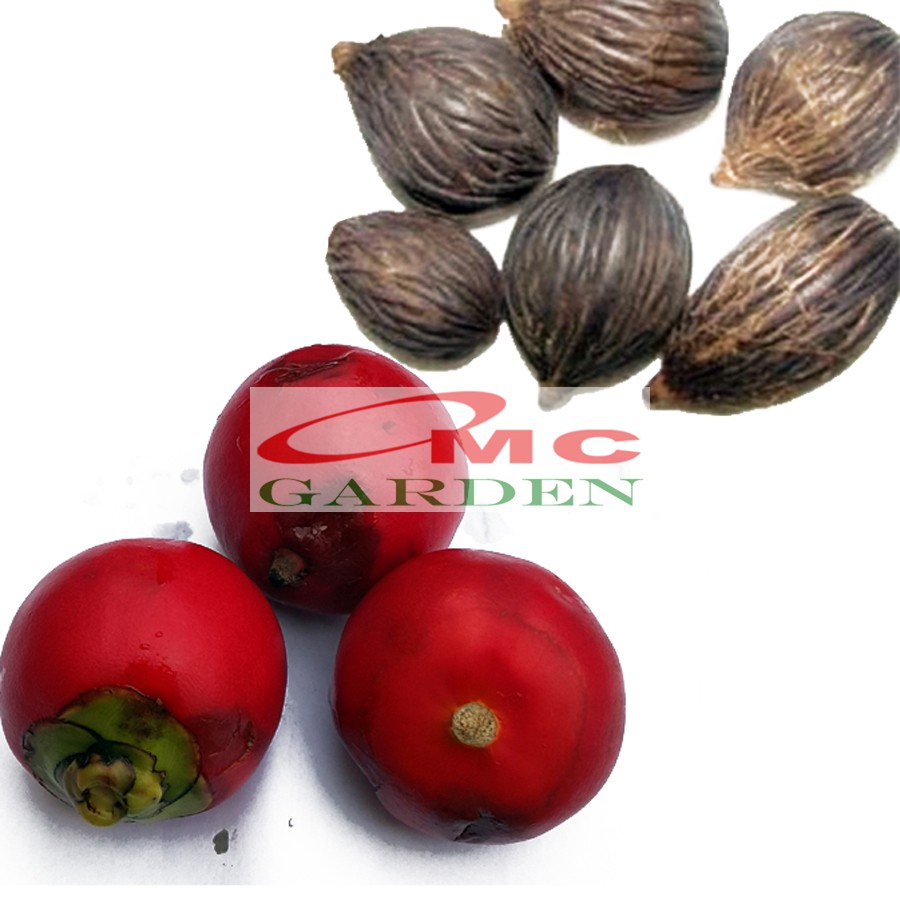 Jual Buah Biji Benih Palm Palem Raja Roystonea Regia 1 Buah PR-B-01 ...