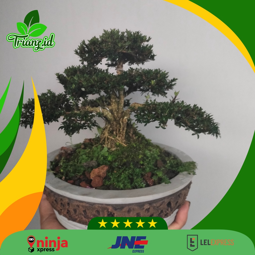 Bonsai seribu bintang