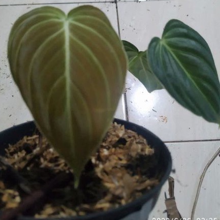 Jual philo dendron melano philo melano melano crhysum | Shopee Indonesia