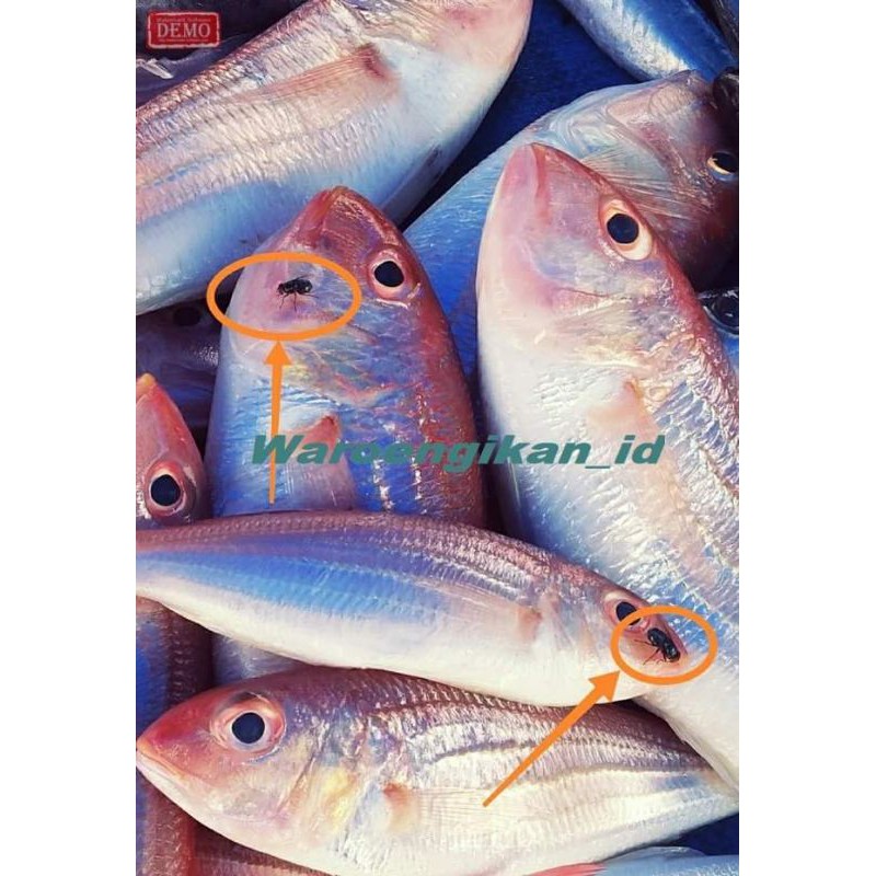 Jual Ikan Kurisi Segar Shopee Indonesia